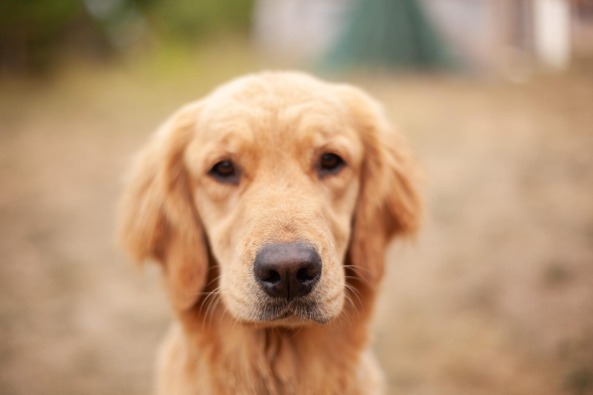 photo of a young dog